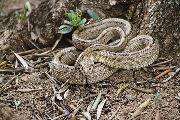 istock Rhinechis scalaris out of a tree in spring, Spain 181942318