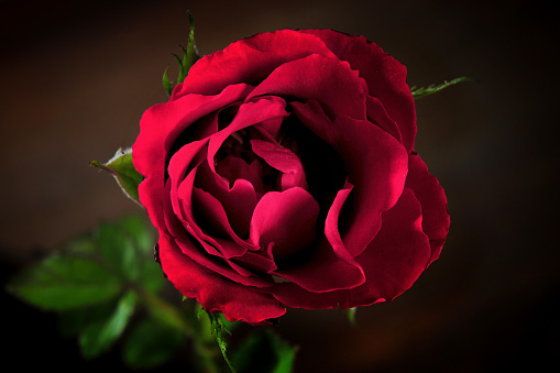 Red rose flower seen from above in closeup photo