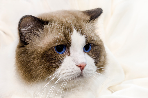 Headshot of ragdoll cat with distinctive blue eyes wrapped in a beige blanket