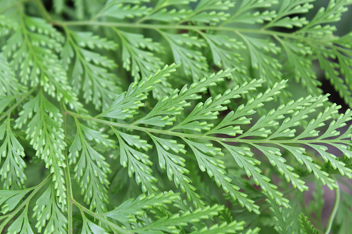 Close up of a green fern frond in a garden