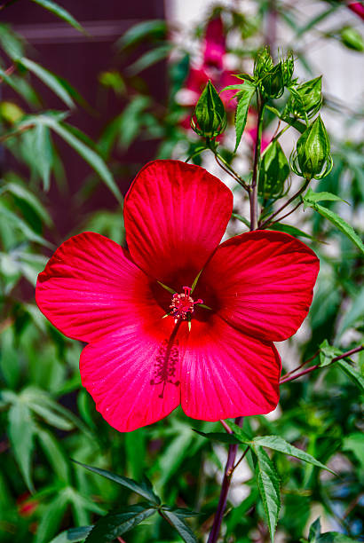 red flower stock photo