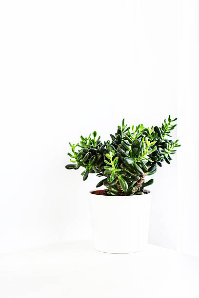 istock Houseplant Crassula or Money tree in a white pot, 181945198