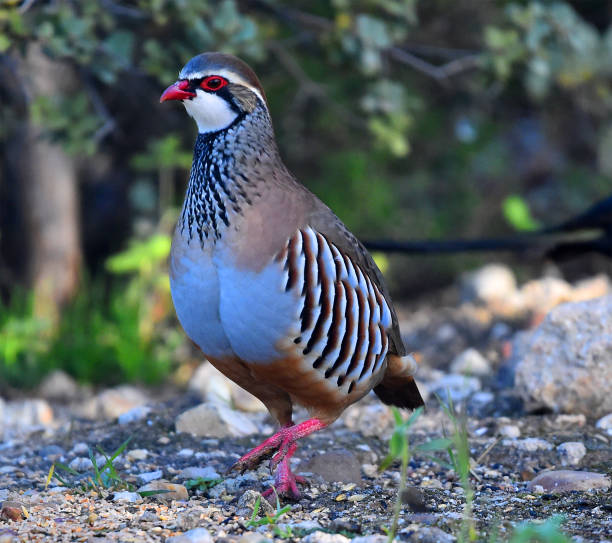 istock a pretty red partridge in the field 1819470127