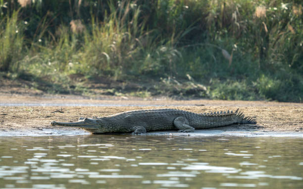 istock Gharial Crocodile on the Riverbank 1819473348