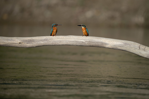 Two common kingfishers perched on a piece of driftwood above a river.