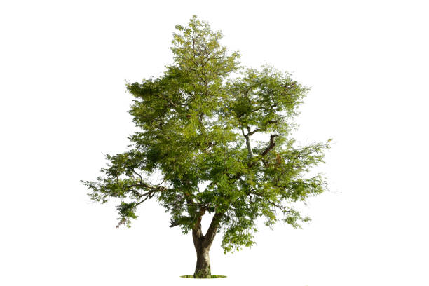istock Trees isolated on white background, tropical trees isolated used for design, advertising and architecture 1819484781