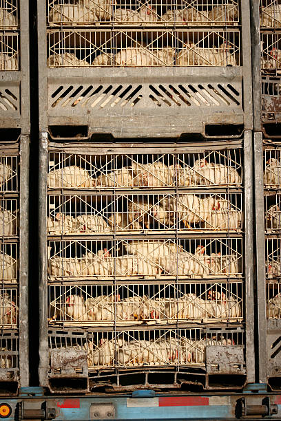 istock white chickens in cages on truck 181949878