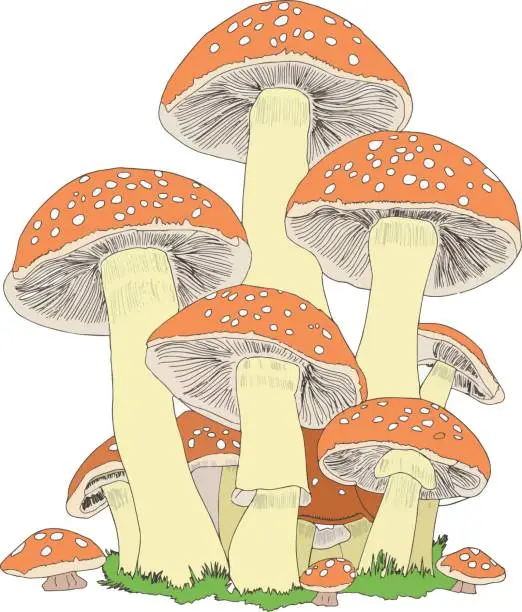 Vector illustration of A variety of mushrooms in different shapes, sizes, in soft orange colors