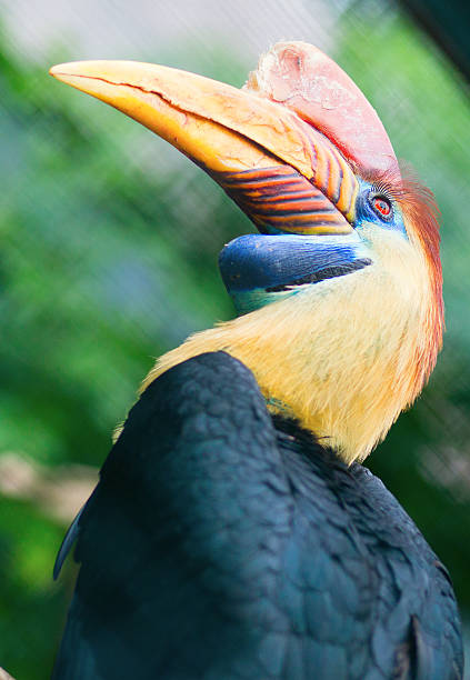 istock Knobbed hornbill in natural environment 181950883