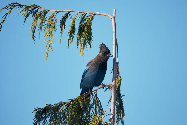 istock Steller's Jay On A Branch 1819511011