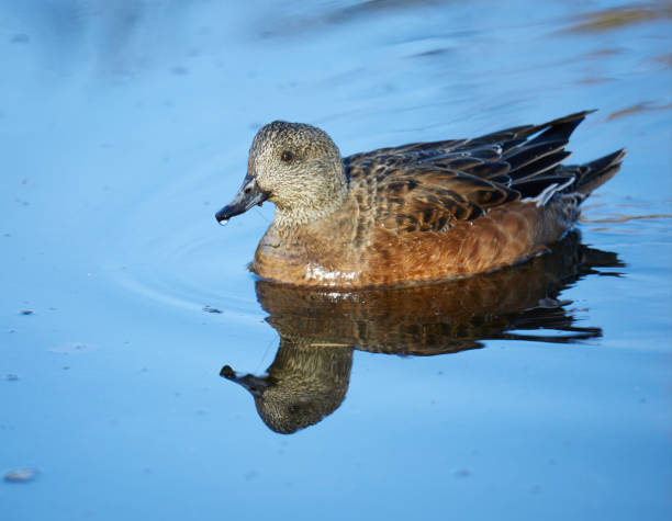 수영 아메리칸 위전 - american wigeon 뉴스 사진 이미지