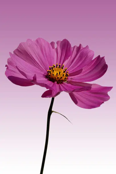 A Cosmea against a homogeny background.