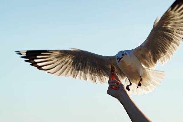 istock Seagull bird spreading wings flying eat. 1819530213