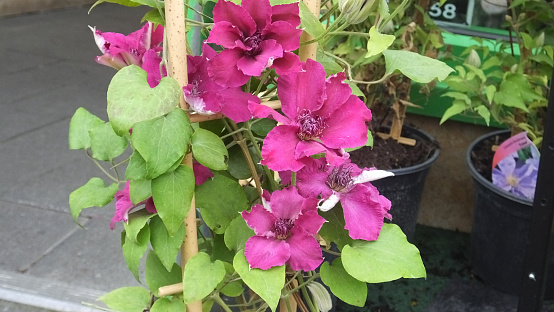 Clematis flowers and plants in a garder centre in UK