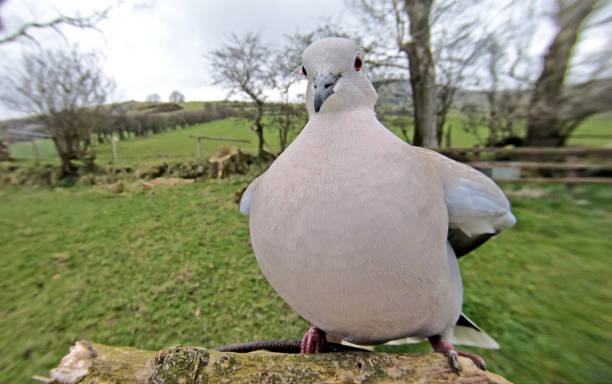 istock Collared Dove in a wood in UK 1819534382