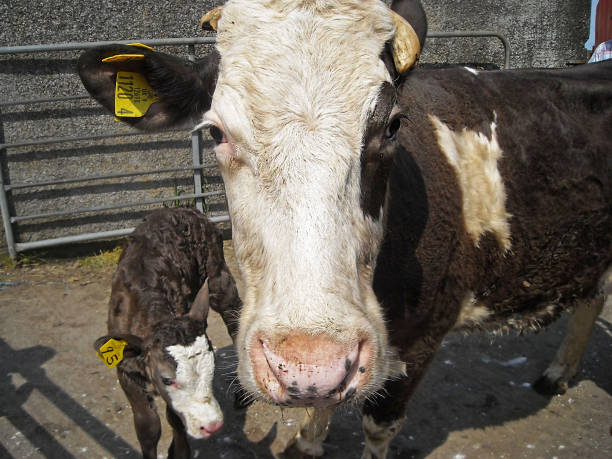 корова с новорожденным теленком - ayrshire cattle стоковые фото и изображения
