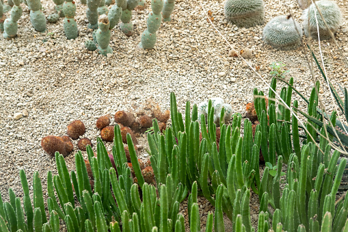 Cactus garden Various types of beautiful cacti Exotic cactus collection.