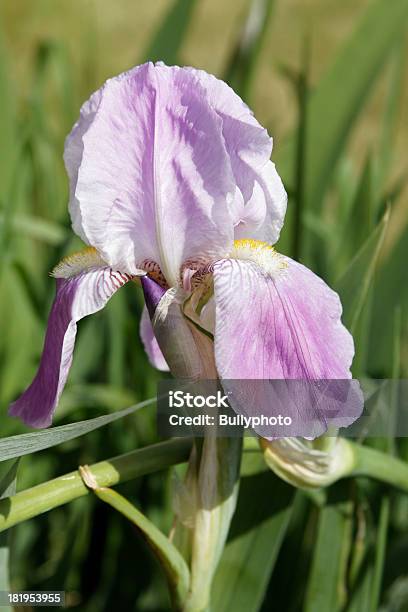 Pelicaniris Stockfoto und mehr Bilder von Blau - Blau, Blume, Blüte