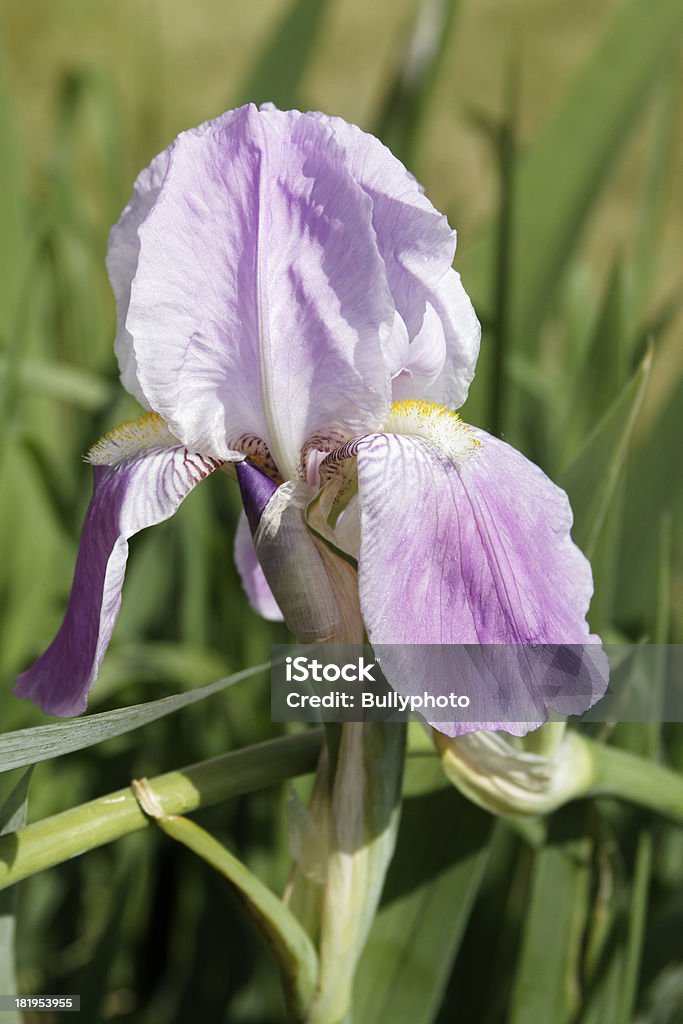 Schwertlilie-Iris - Foto stock royalty-free di Ambientazione esterna