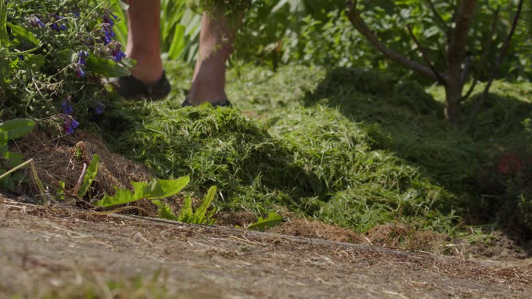 Person pour freshly cut grass for compost on sunny day, low angle view