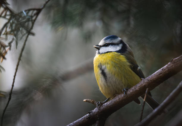 istock Blue tit on a branch in the forest. Parus caeruleus 1819542028