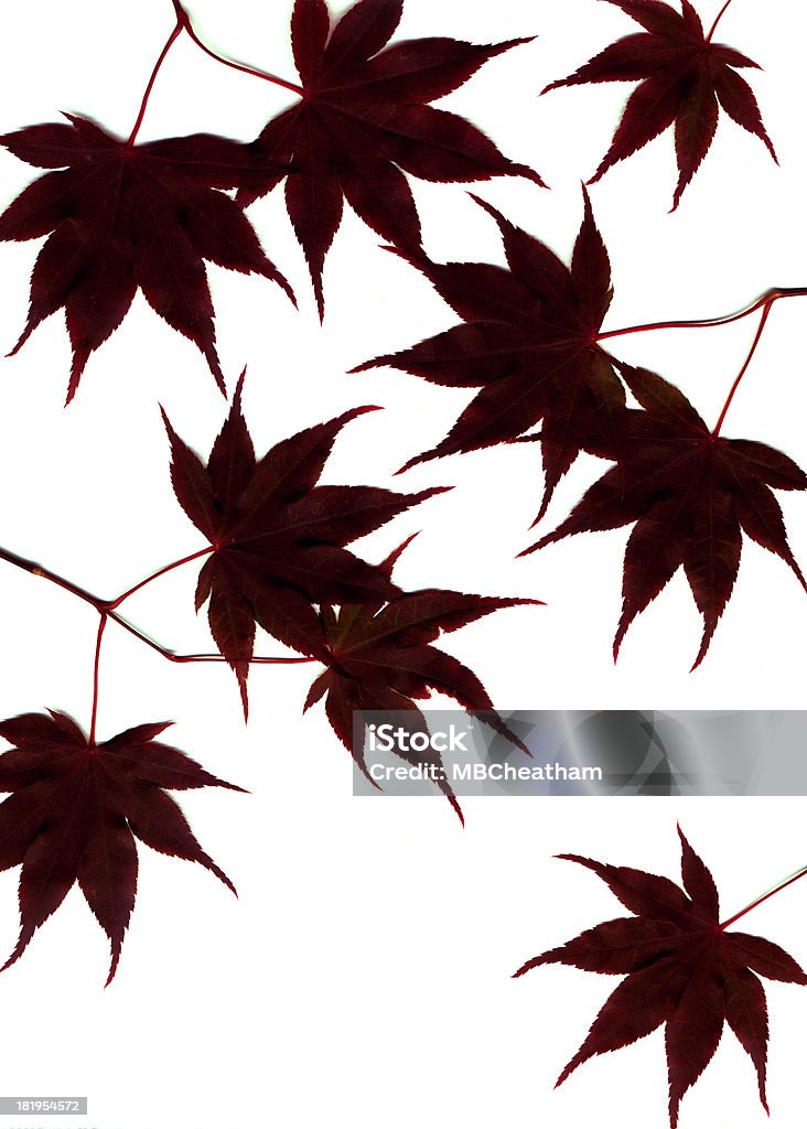 Japanese Red Maple - Lizenzfrei 8-9 Jahre Stock-Foto