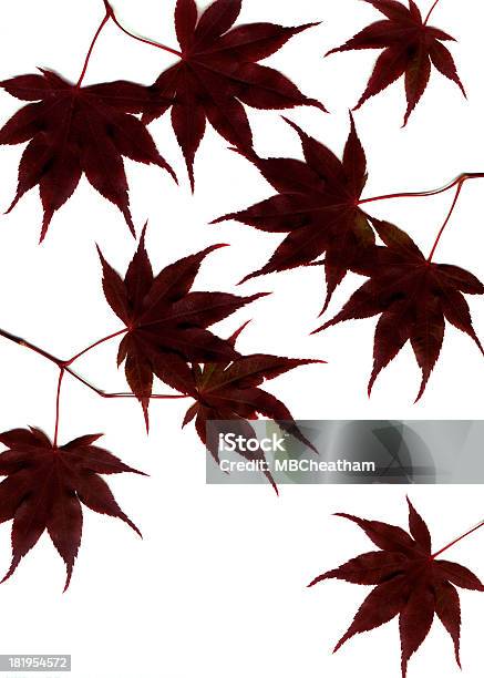 Foto de Ácer Vermelho Japonês e mais fotos de stock de 8-9 Anos - 8-9 Anos, Branco, Caule