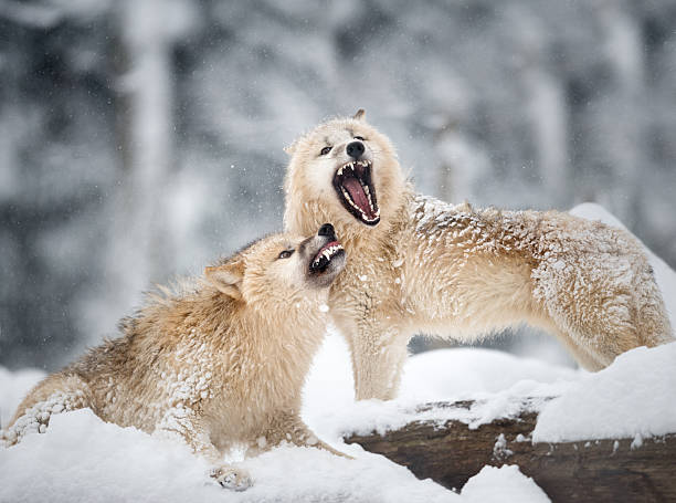 istock Arctic Wolves in Wildlife, Winter Forest 181954798