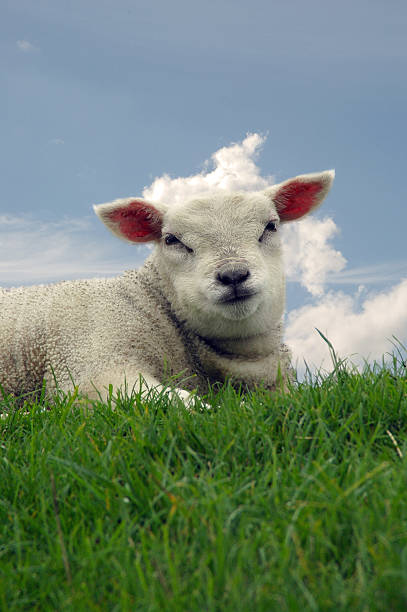 Little sheep stock photo