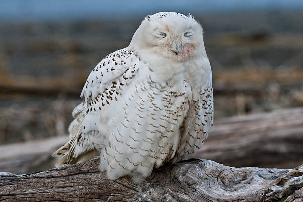 Snowy Owl Sleeping The Snowy Owl (Bubo scandiacus) is an infrequent visitor to the Pacific Northwest. Rare visitation, known as an irruption is caused by over-population in the owl's native range in the Arctic where they normally winter. This juvenile owl was photographed in early winter at Damon Point near Ocean Shores, Washington State, USA. jeff goulden pacific ocean stock pictures, royalty-free photos & images