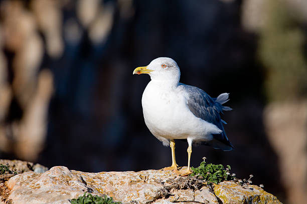 Seagull on a 바위산 스톡 사진