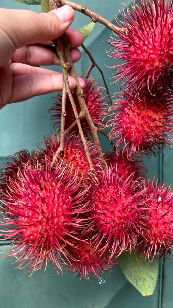 istock Photo of red haired fruit 1819550469