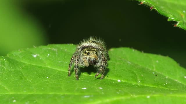 Defensive Jumping Spider