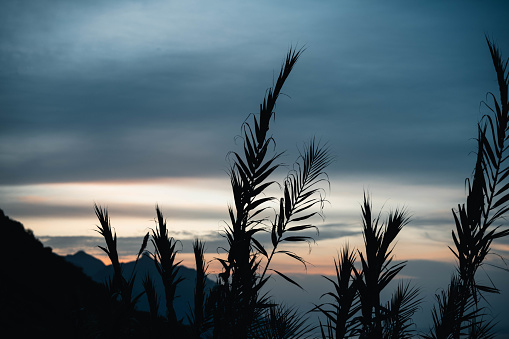 Close-up of silhouette dried plant during sunset in Tenerife in Benijo, Canarias, Spain