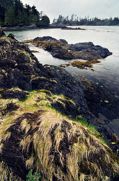 istock Seascape with grass on a rock at Vancouver Island 181955311