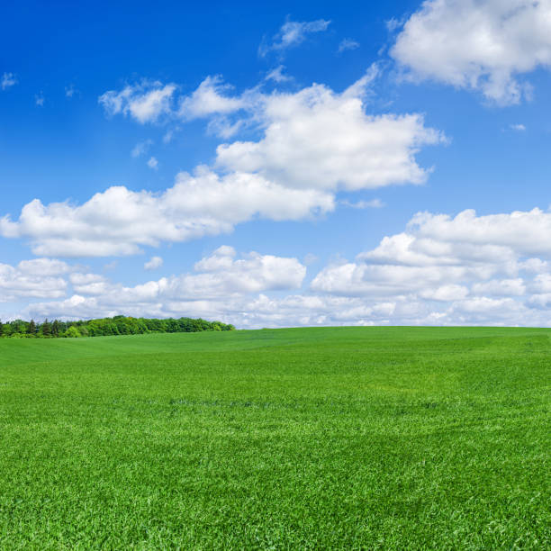istock Square spring landscape 91MPix XXXXL - meadow, blue sky 181955337