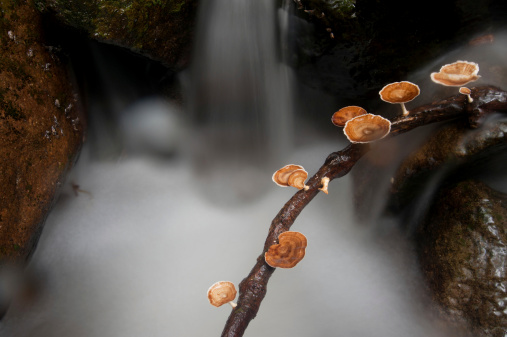 Mushroom in water fall.