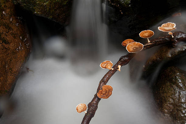 Mushroom in water fall Mushroom in water fall. ganoderma lucidum stock pictures, royalty-free photos & images