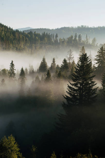istock The mountains covered with woods in the morning mist 1819554759