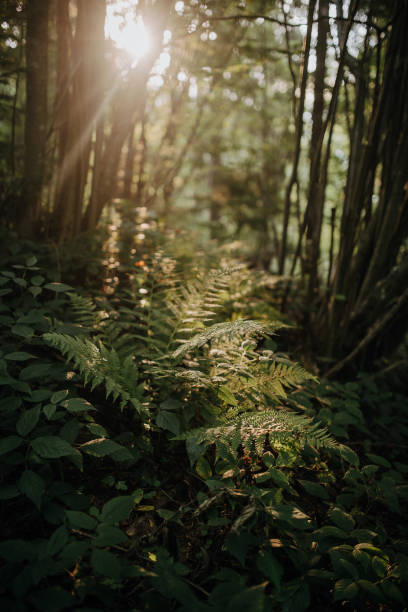 istock The fern bush in the mountain forest 1819554765