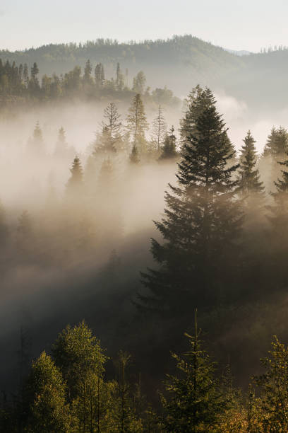 istock The mountais covered with woods in the morning mist 1819554772
