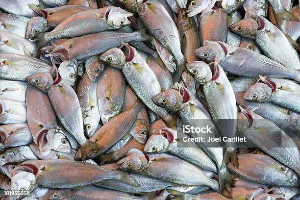 Fresco Peixes - Fotografias de stock e mais imagens de Animal - Animal, Captura de Peixe, Fotografia - Imagem