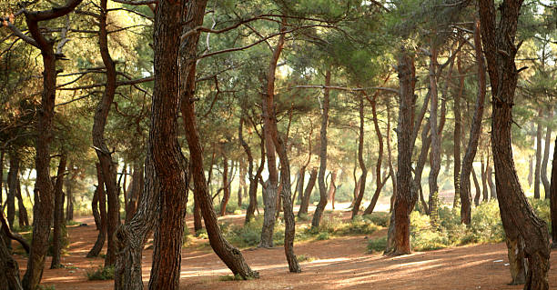 istock Twisted trees in a woodland scene 181955742