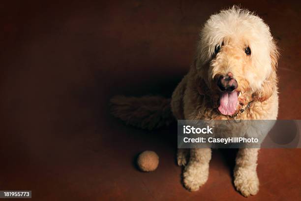 Goldendoodle - zdjęcia stockowe i więcej obrazów Pies - Pies, Aportować, Kula - Figura geometryczna