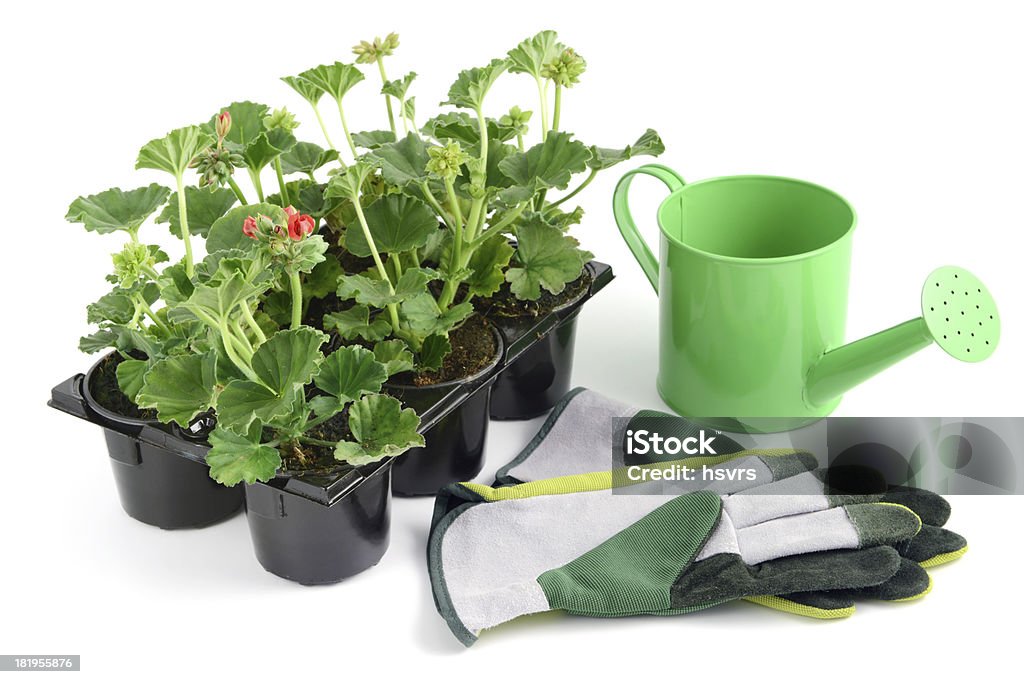 Rojo Pelargonium (Cransbill) con herramientas de jardinería - Foto de stock de Fondo blanco libre de derechos