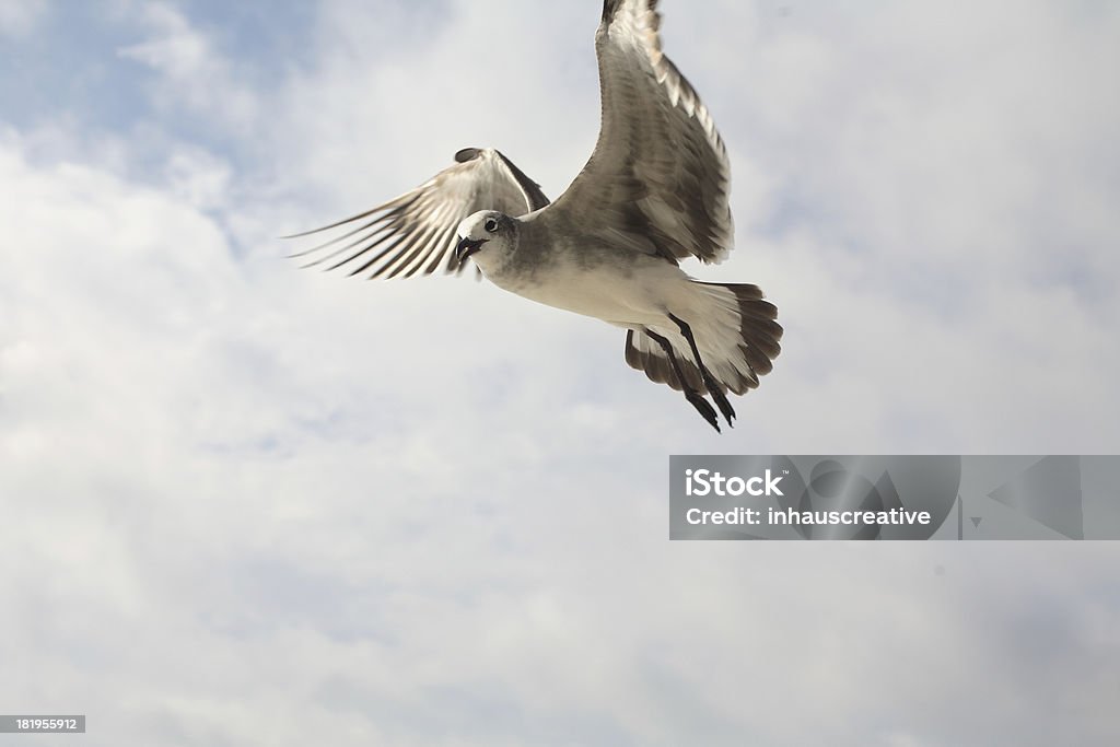 Gabbiano in volo - Foto stock royalty-free di Ala di animale