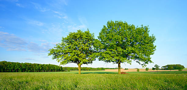 istock Two Oak Trees in Spring Field Landscape 181956059