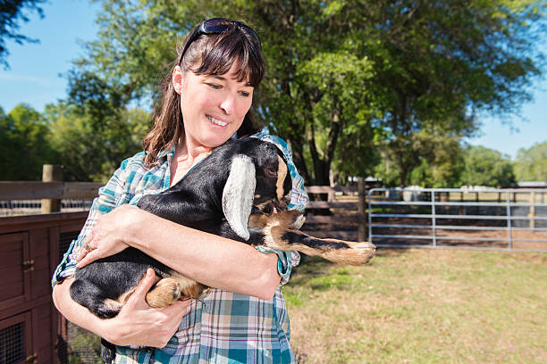 Woman Holds Baby Goat "This  is a horizontal, color photograph of a woman holding a baby goat on a farm in Plant City, Florida." plant city photos stock pictures, royalty-free photos & images