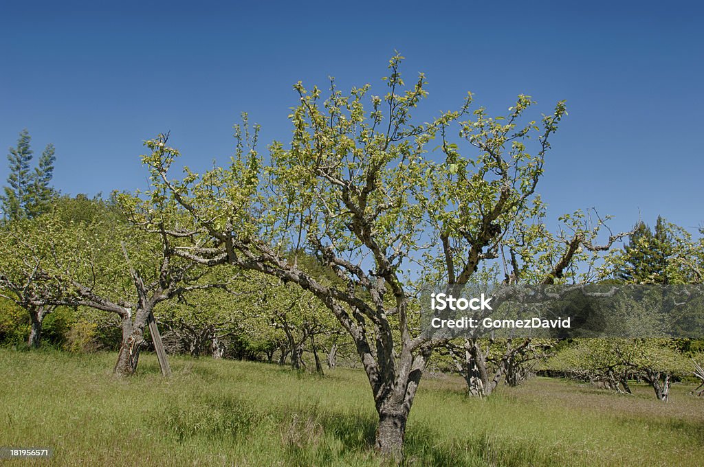 Manzanar con crecimiento nuevo - Foto de stock de Agricultura libre de derechos