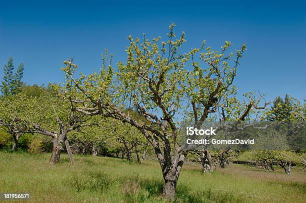 Manzanar Con Crecimiento Nuevo Foto de stock y más banco de imágenes de Agricultura - Agricultura, Aire libre, América del norte